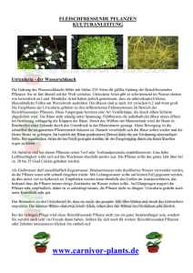 Utricularia - Carnivor Plants