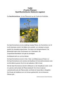 Teil84 (Tracht) Pflanzen Saat-Wucherblume Glebionis segetum