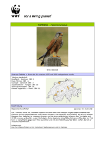 Beschreibung Turmfalke - Falco tinnunculus, WWF