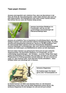 Tipps gegen Ameisen - kleingarten-dresden