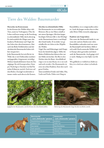 Tiere des Waldes - Nationalpark Kellerwald