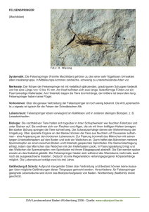 FELSENSPRINGER (Machilidae) Systematik: Die Felsenspringer