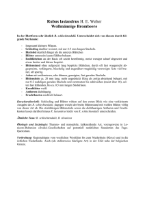 pdf-Datei - Die Gattung Rubus in Schleswig