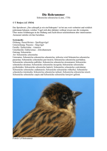 Die Rohrammer - Vogelfreunde Kaltenkirchen