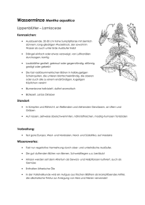 Wasserminze Mentha aquatica Lippenblütler – Lamiaceae