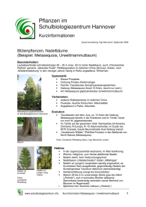AH Urweltmammutbaum Metasequoia