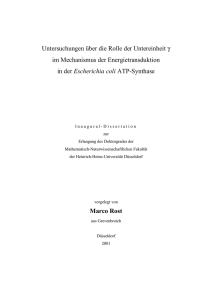 Untersuchungen über die Rolle der Untereinheit γ im Mechanismus