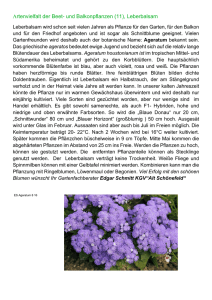 Artenvielfalt der Beet- und Balkonpflanzen (11), Leberbalsam