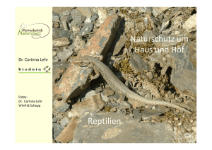 Reptilien mit Text ohne Transparenz
