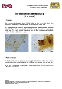 tracheenmilbe - Bayerische Landesanstalt für Weinbau und
