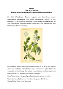 (Tracht) Pflanzen Barbarakraut oder Winterkresse Barbarea vulgaris