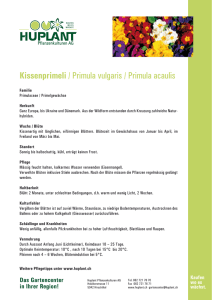 Kissenprimeli / Primula vulgaris / Primula acaulis