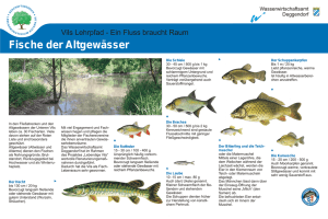 Fische der Altgewässer - Wasserwirtschaftsamt Deggendorf