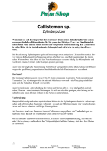 Callistemon sp.