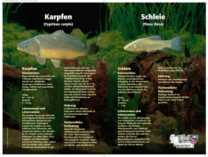 Karpfen - Rothsee