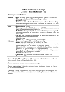 pdf-Datei - Die Gattung Rubus in Schleswig