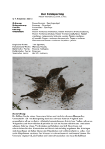 Der Feldsperling - Vogelfreunde Kaltenkirchen