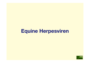 01_EHV_(Equine Herpesviren)