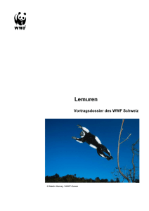 Lemuren Vortragsdossier des WWF Schweiz