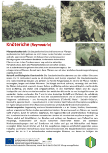 Knöteriche (Reynoutria)