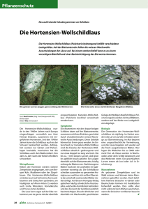 Die Hortensien-Wollschildlaus