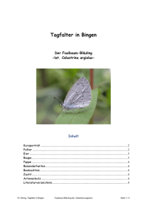 Faulbaum-Bläuling (Celastrina argiolus) PDF 1,9 MB