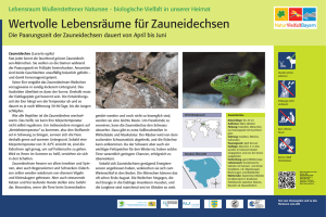Lebensraum Wullenstettener Natursee - biologische - LBV Neu-Ulm