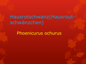 Hausrotschwanz(Hausrout- schwänzchen)