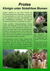 Protea neriifolia - Ökologisch