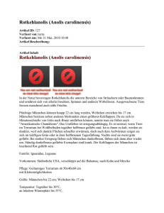 Rotkehlanolis (Anolis carolinensis) Artikel ID: 127 Verfasst von