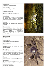 Marmorkrebs Procambarus fallas f. virginalis Status: eingeführt