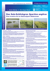 Das Salz-Schlickgras Spartina anglica: Eine invasive Art im