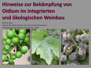 Bekämpfung Oïdium im integrierten und ökologischen Weinbau