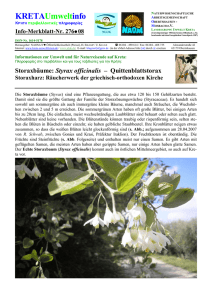 276-08 - Storaxbaum (Styrax officinalis