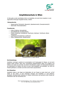 Amphibien in Wien