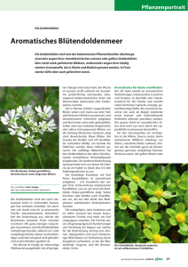 Aromatisches Blütendoldenmmer - pulsatilla.ch
