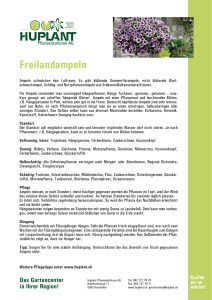 Freilandampeln - Huplant Pflanzenkulturen AG