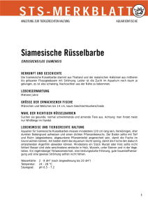 Siamesische Rüsselbarbe - Schweizer Tierschutz STS