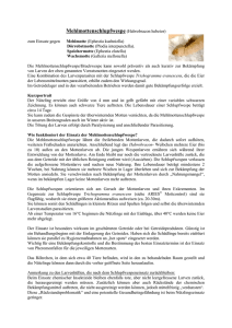 PDF: Infoblatt Mehlmottenschlupfwespe