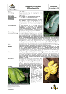 Morelia viridis - SKN