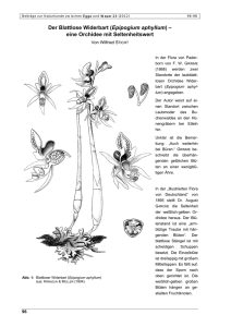 Der Blattlose Widerbart (Epipogium aphyllum) – eine Orchidee mit