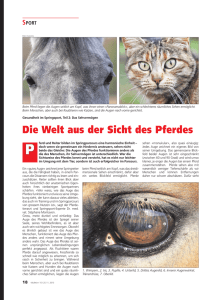 Die Welt aus der Sicht des Pferdes