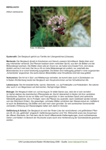 BERGLAUCH (Allium senescens) Systematik: Der Berglauch gehört