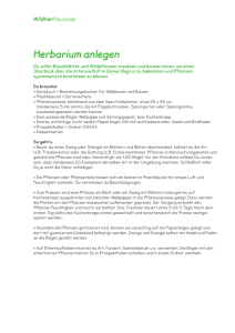 Herbarium anlegen - Wildtierfreund.de