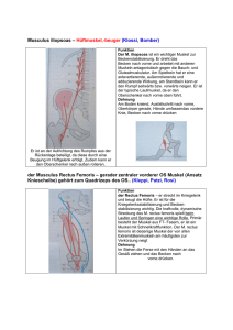 Musculus iliopsoas – Hüftmuskel,-beuger (Klossi, Bomber) der