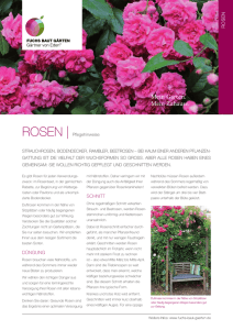 Fuchs Rosen - Fuchs baut Gärten