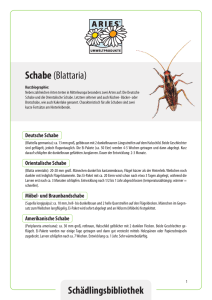 Schabe (Blattaria) - ARIES Umweltprodukte