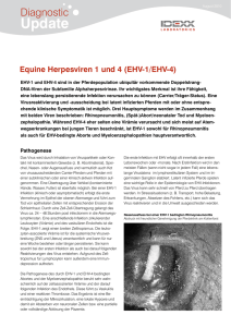 Equine Herpesviren 1 und 4 (EHV-1/EHV-4)