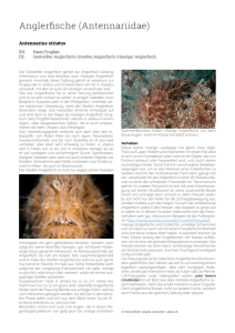 Antennarius striatus | Gestreifter
