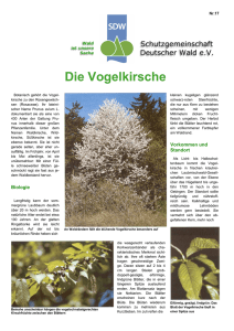 Die Vogelkirsche - SDW Schutzgemeinschaft Deutscher Wald